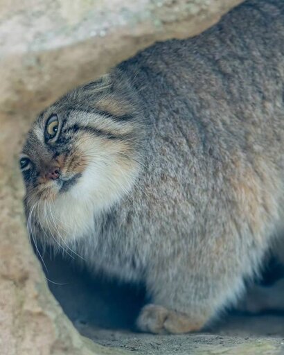 a manul in what seems to be a burrow or cave