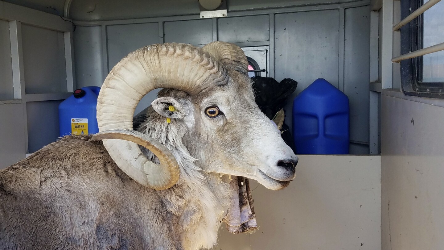 Montana man faces sentencing for cloning giant sheep to breed large sheep for captive trophy hunts