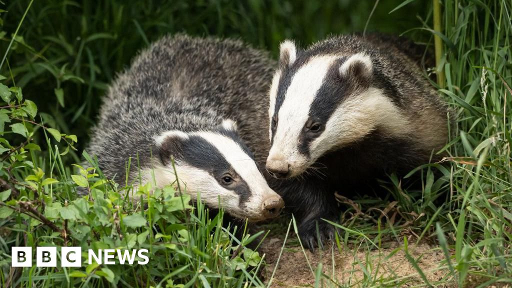 Burrowing badgers cause £100,000 damage to Mablethorpe road