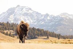Man kicks bison in Yellowstone, gets injured, arrested
