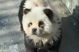 Watch: 'Pandas' at Chinese zoo are chow chow dogs in disguise - UPI.com