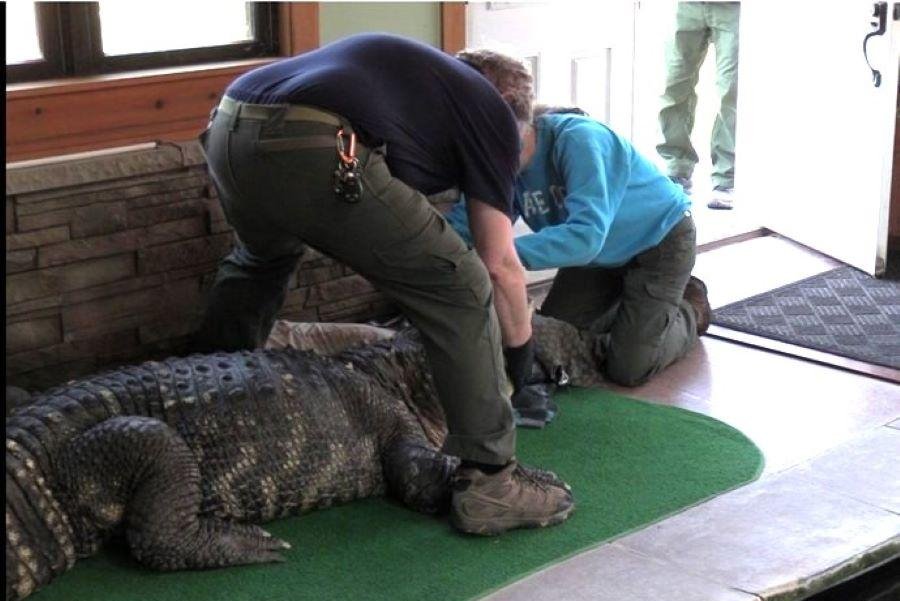 N.Y. man vows to regain 750-pound, 11-foot gator removed from his home - UPI.com