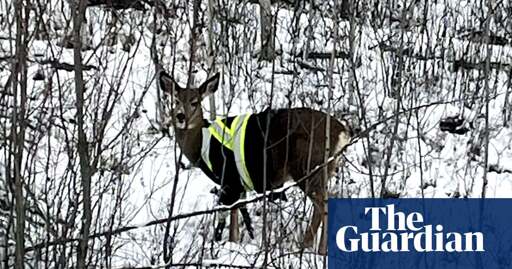 Elusive deer spotted wearing high-vis jacket in Canada: ‘Who is responsible?’