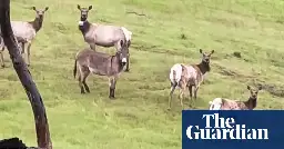 Diesel the escaped pet donkey found living with elk after five years