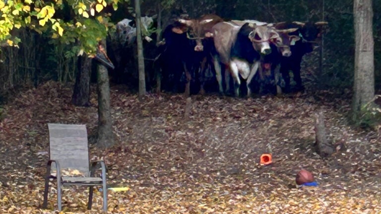 Watch: 8 bulls go on the run from rodeo in North Attleborough