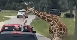 Giraffe lifts toddler out of a pickup truck at Texas wildlife center