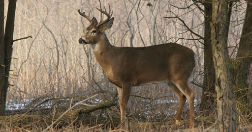 Get the buck out: Police called after deer enters Madison Hy-Vee