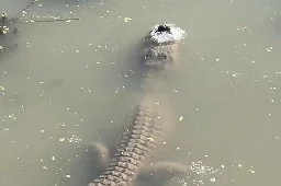 Watch: Texas alligator makes snout hole in frozen pond to survive winter - UPI.com