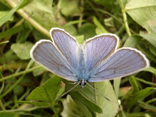 Ein blauer Schmetterling auf grünen Blättern