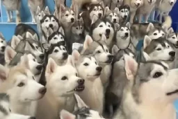 Watch: 100 huskies escape dog cafe and run through Chinese mall - UPI.com