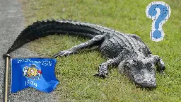 Yes, an Alligator Was Just Captured in a Wisconsin Yard - Again
