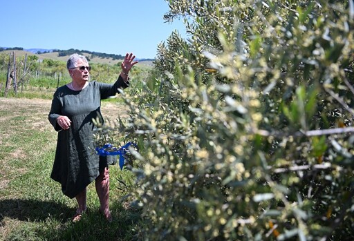 Rooted in craft, growing in glory – The Vacaville Reporter