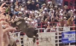 'Party Bus' banned from professional bull riding after frightening escape