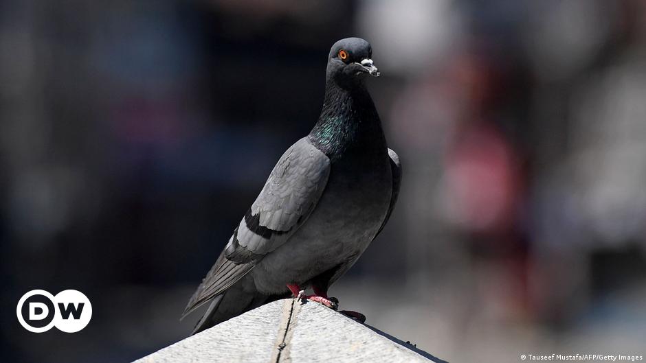 India frees pigeon accused of spying for China – DW – 02/02/2024