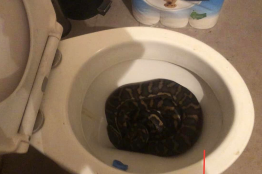 Man finds python curled up in toilet—for the second time in a week