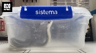 Hospital staff plead with bite victims to stop bringing snakes to emergency departments
